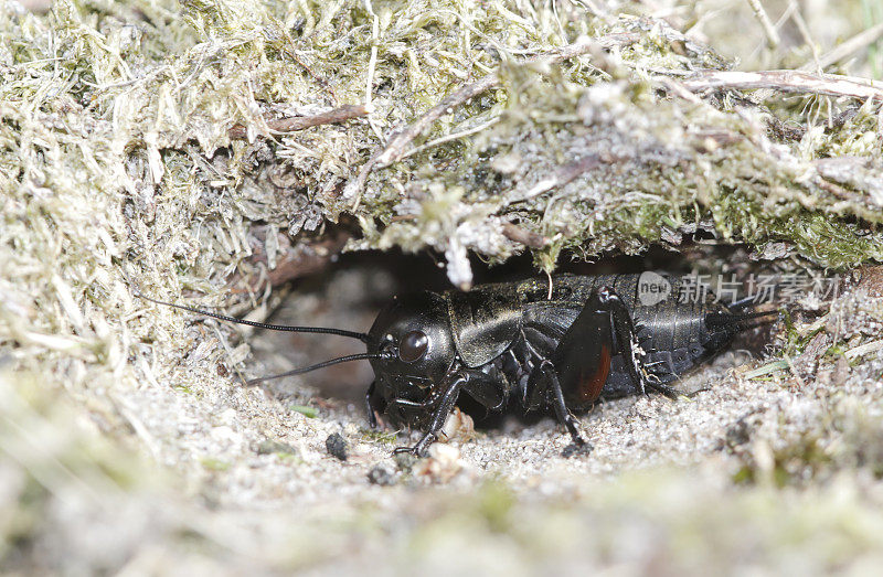 田野蟋蟀(Gryllus campestris)若虫洞